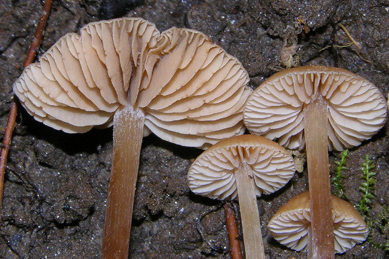 Un fosso......e una marea di funghi.(parte 2)